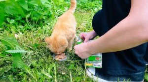 СОБАКА Впервые ЗНАКОМИТСЯ с БЕЗДОМНЫМ РЫЖИМ КОТОМ | ОДИН ДЕНЬ в ДЕРЕВНЕ