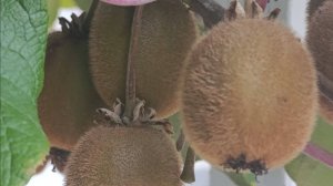 Как вырастить киви в Краснодарском крае.