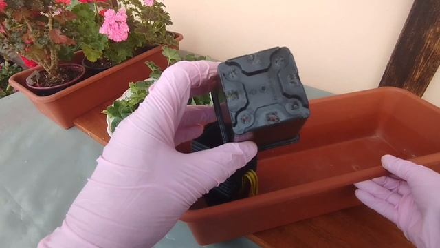 V18*Укореняю пеларгонии в грунт 1. 