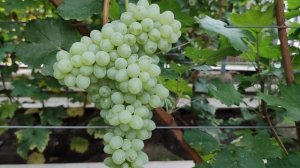 КИШМИШ МОЛОЧНЫЙ!🍇🍇🍇 НОВИНКА ОТ КАЛУГИНА!Telegram, WhatsApp и Vlber+79528500417.ТЕЛ.+79054033245.