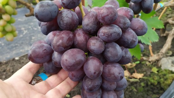 Последний ВИНОГРАД в октябре 2025г.! 
 Часть 2