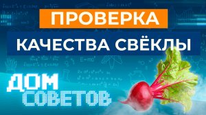 Проверка качества свёклы