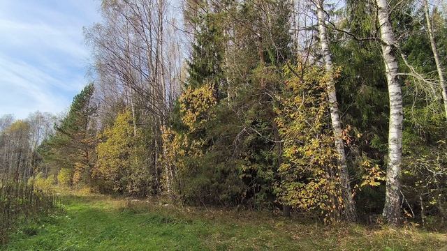 Осенний лес. ч.5. Октябрь 2025 смотреть онлайн