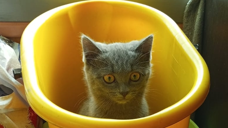 умный котик моет лапки смотреть онлайн