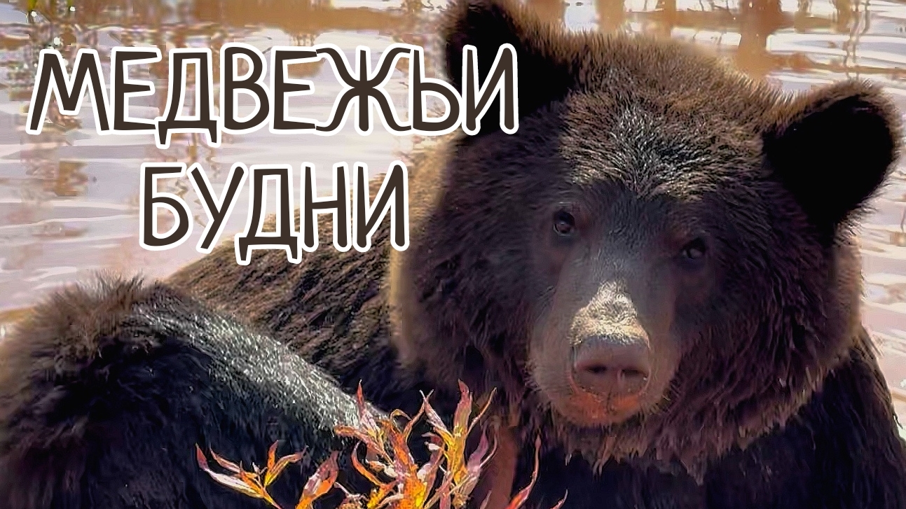 История одного медведя смотреть онлайн