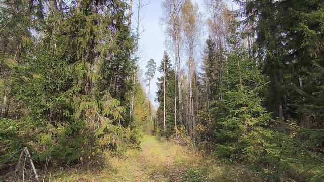Осенний лес. ч.3. Октябрь 2025 смотреть онлайн