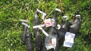 Гарденмарт интернет магазин саженцы