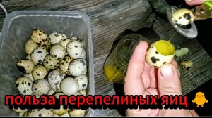 Как и зачем пить сырые перепелиные яйца?🥚🐣🍳