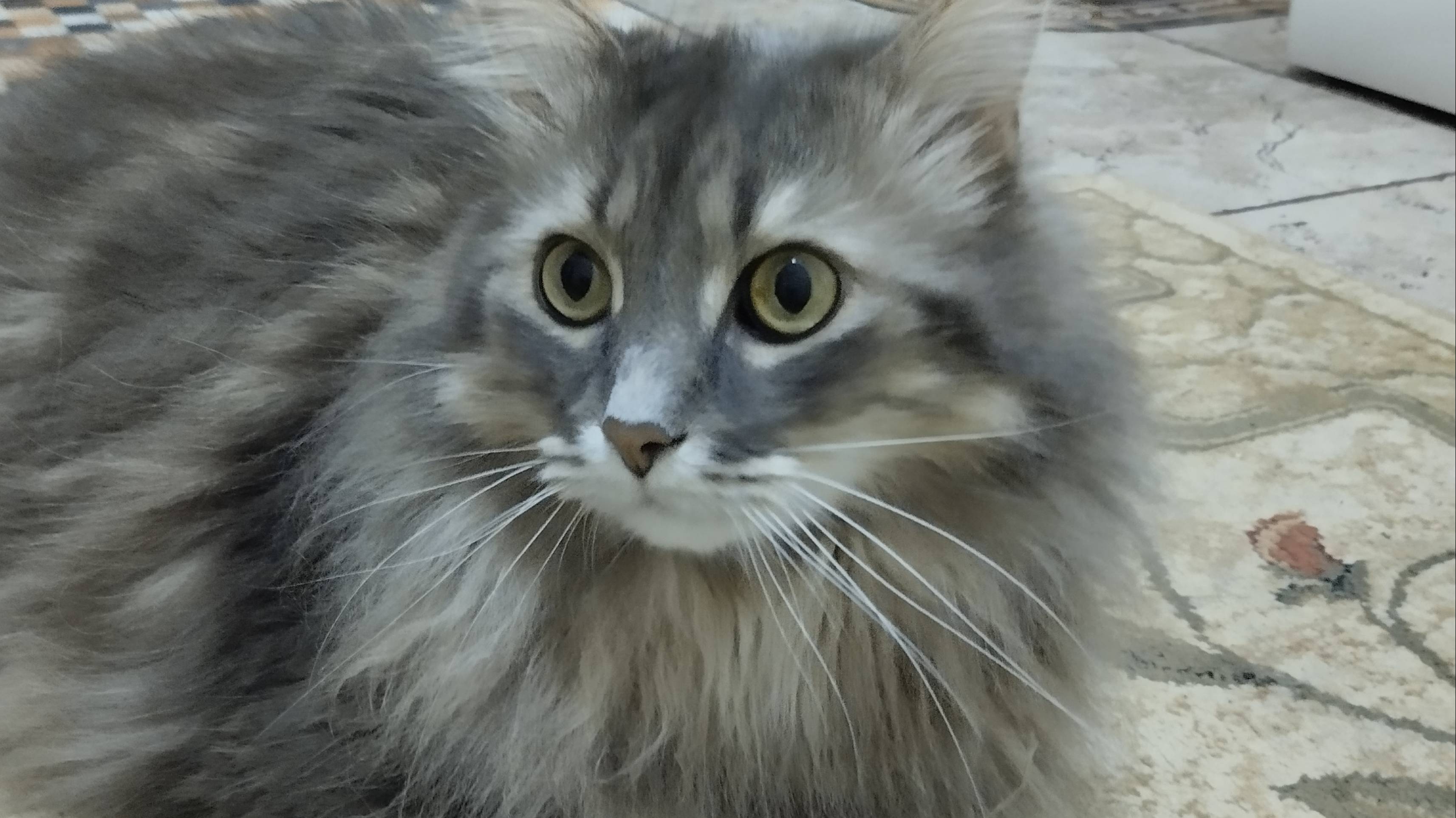 КОТ смотреть онлайн