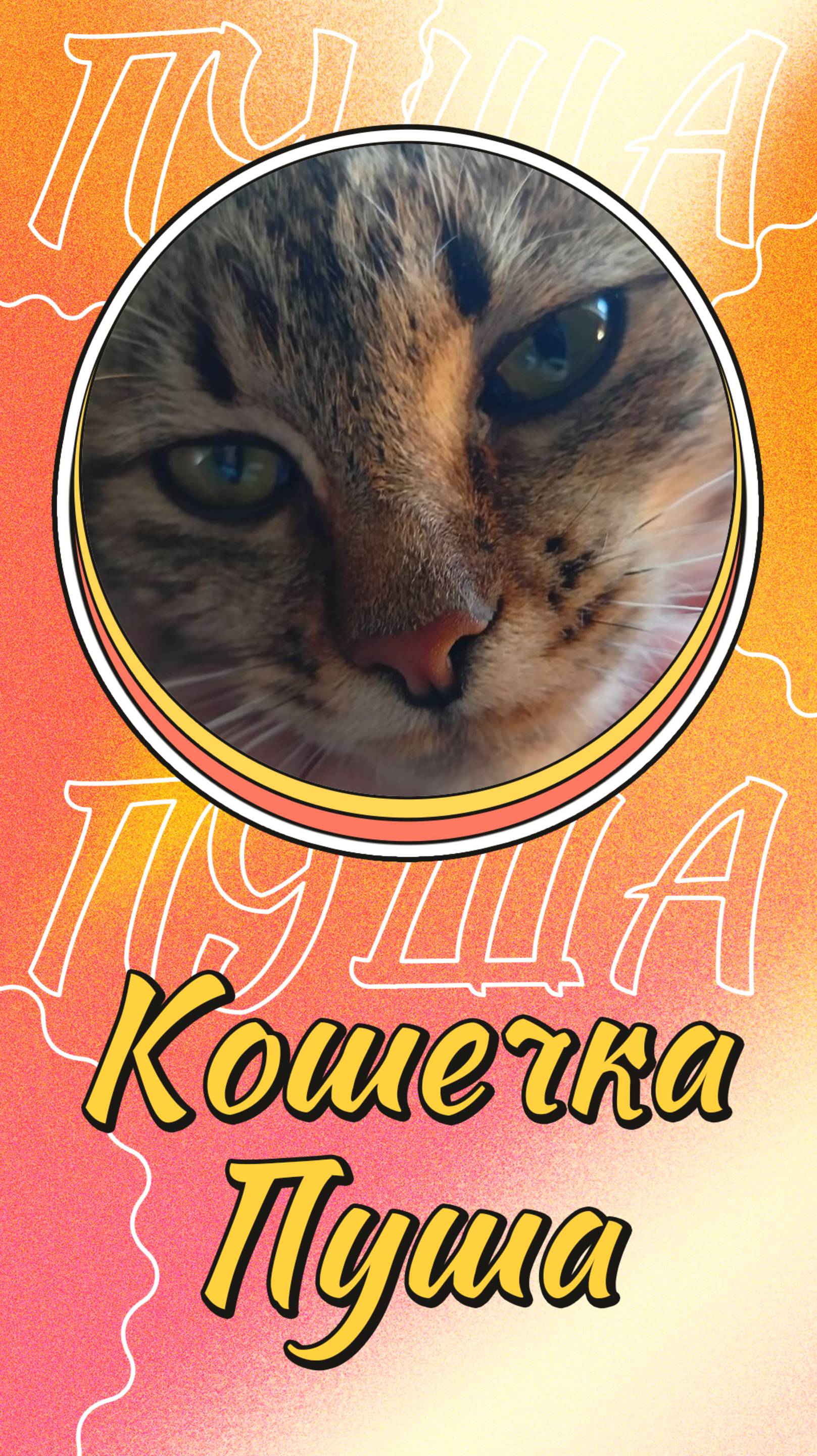 🐾🐈🐾Кошечка Пуша помогает мне в работе🎥🎞️ смотреть онлайн
