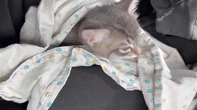 Милый котик Сёма. смотреть онлайн