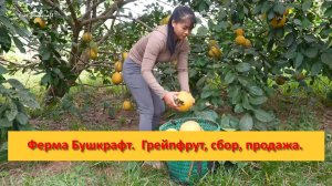 Ферма Бушкрафт в Пханге. Вьетнам.  Грейпфрут, сбор, продажа