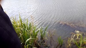 разведение