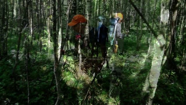 В лес за счастьем