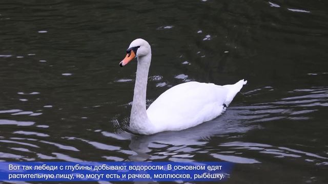 Царицыно, 15 и 28 сентября 2025 смотреть онлайн