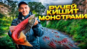 Икра льётся ручьём из рыбы. Речка кишит зубастыми монстрами! Варим уху по камчатски. Рыбалка удалась
