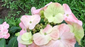 Френч Болеро Пинк  гибридный сорт ампельной гортензии.Она зимовала дома.