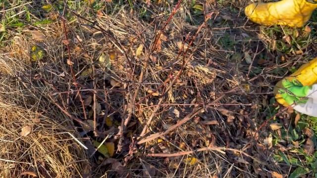 Обрезка жимолости смотреть онлайн