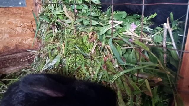 Как хочется в кормушку попасть! 🐇 смотреть онлайн