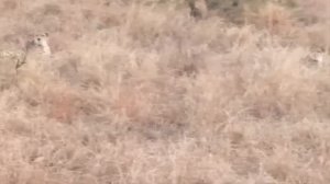 Не Для Слабонервных! Битвы Животных без Правил, Снятые на Камеру