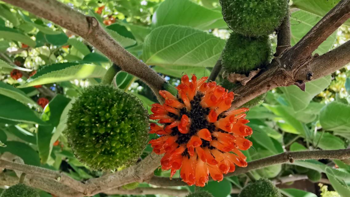 Бруссонетия бумажная смотреть онлайн