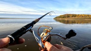 Низямское устье.Щука.4 октября 2025 г.