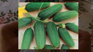 Купила семена на следующий 2026 год