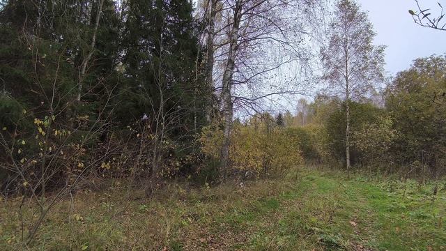 Осенний лес. ч.1. Октябрь 2025 смотреть онлайн