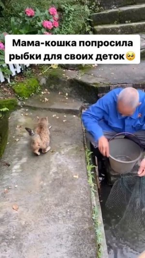 Кошка просит у рыбака рыбку
