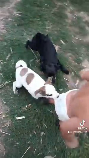 как банный лист