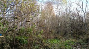 Ловля певчих птиц 5.10.3025.