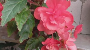 Бегония Мисс Малибу(Begonia Iconia Miss Malibu)