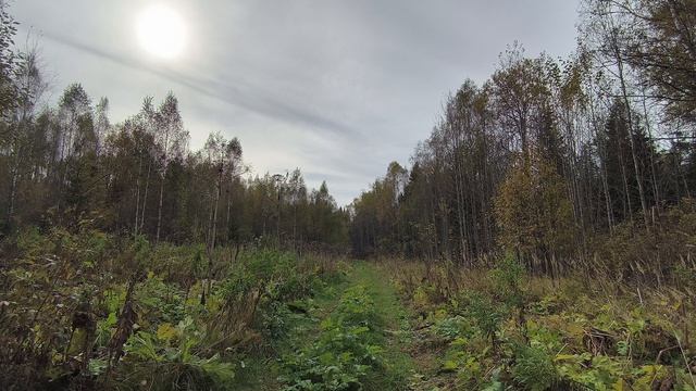 Осенний лес. ч.4. октябрь 2025 смотреть онлайн