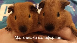 Морские свинки Калифорния мальчики