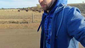 Табун лошадей около 100