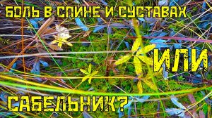 БОЛЬ в спине и суставах? 🍀 САБЕЛЬНИК в смертельном болоте – рецепт настойки, которая лечит.