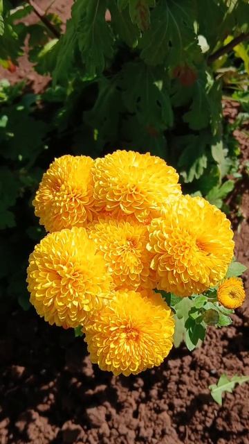 #Доброе утро, желаю хорошего дня 👍👍#доброеутро смотреть онлайн