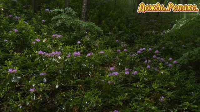 Дождь.Релакс. смотреть онлайн