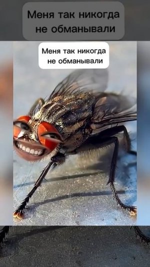 Ля ты крыса🤣