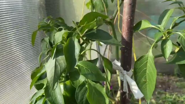 Обзор выходного дня 4 октября 2025г. Цветы после заморозков смотреть онлайн