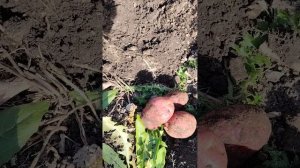Выкопка картофеля сорта:Уника, Гала. Г. Жигулевск. 05.10.2025 года.