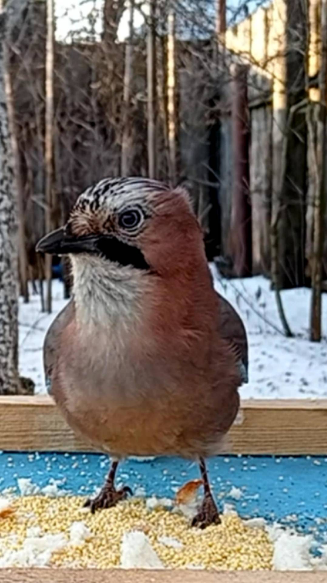 Сойка смотреть онлайн