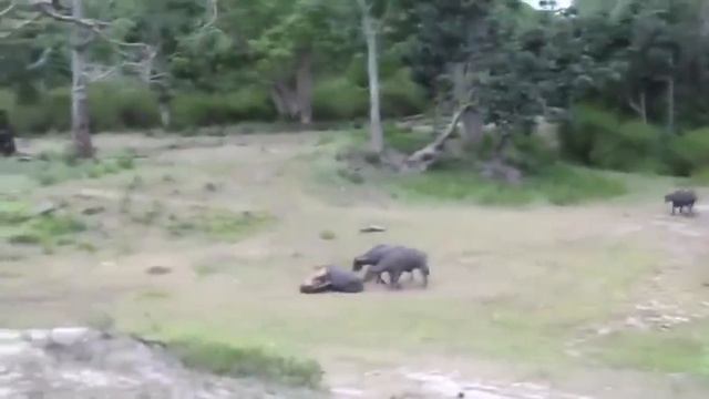 Тигр против кабана. Большая кошка на охоте. смотреть онлайн