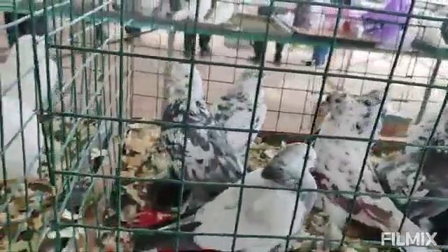 05.102025г Ярмарка голубей птичий рынок ст. Бронницы Московская область