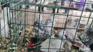 05.102025г Ярмарка голубей птичий рынок ст. Бронницы Московская область