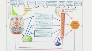 Функциональная система питания