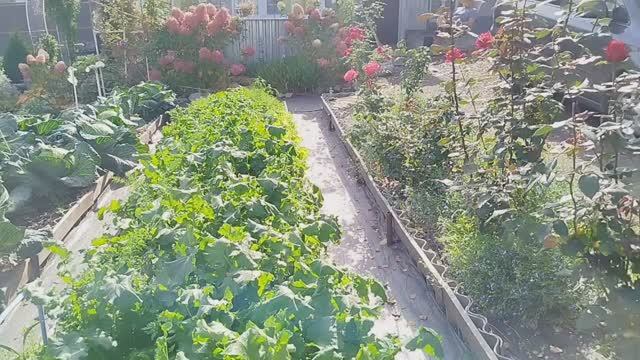 ПОСАДКА ЧЕСНОКА по сидератам ДАЧНЫЙ ОБЕД убрали остатки овощей