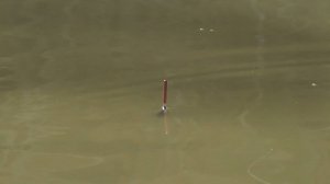 Рыбалка в канале, ловля карася, плотвы, сазана