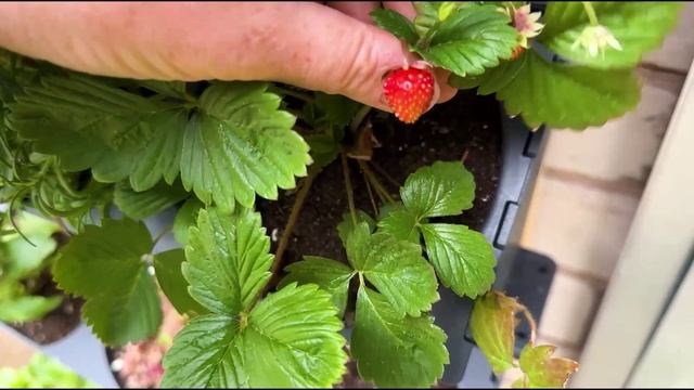 МЫ ПОТЕРЯЛИ 1 МИЛЛИОН РУБЛЕЙ В ЭТОМ СЕЗОНЕ  Сельское хозяйство