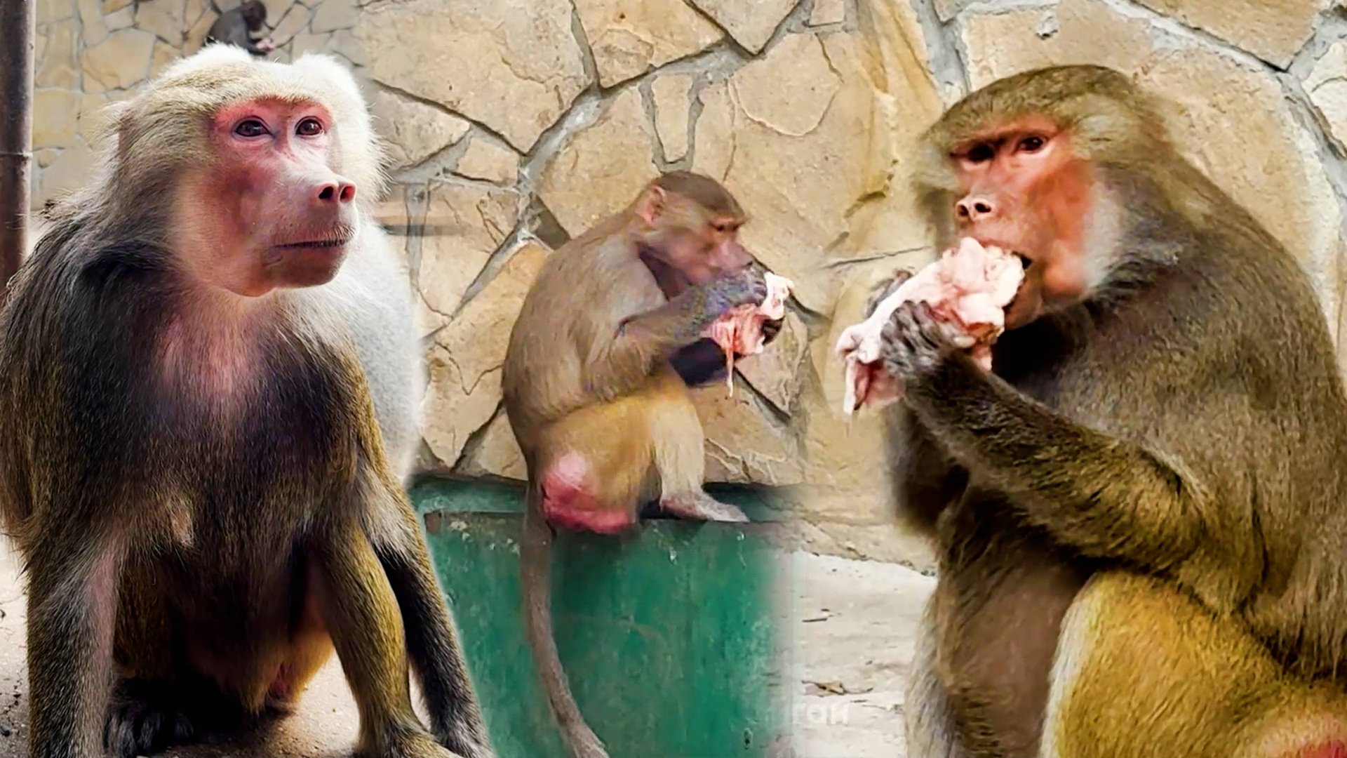 Люся, Лида, Феня, Зина - кто же родит малыша? Что Люся написала на стене? Сытая самка - добрая самка смотреть онлайн